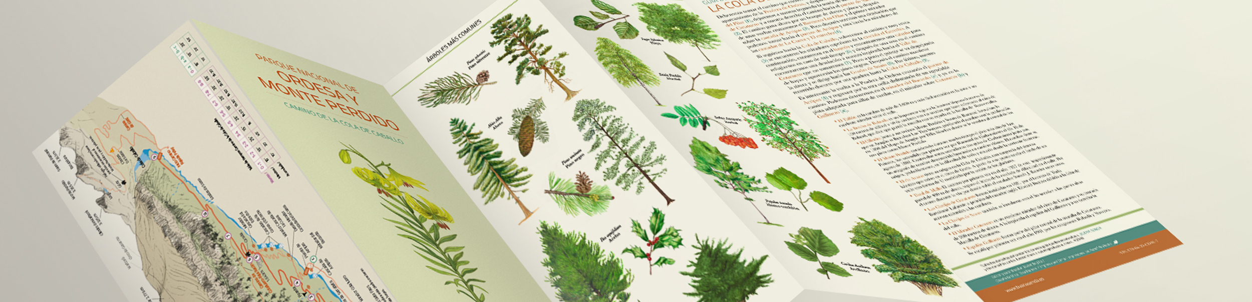 PARQUE NACIONAL DE ORDESA Y MONTE PERDIDO. CAMINO DE LA COLA DE CABALLO. FLORA. GUÍAS DE CONSULTA RÁPIDA 2