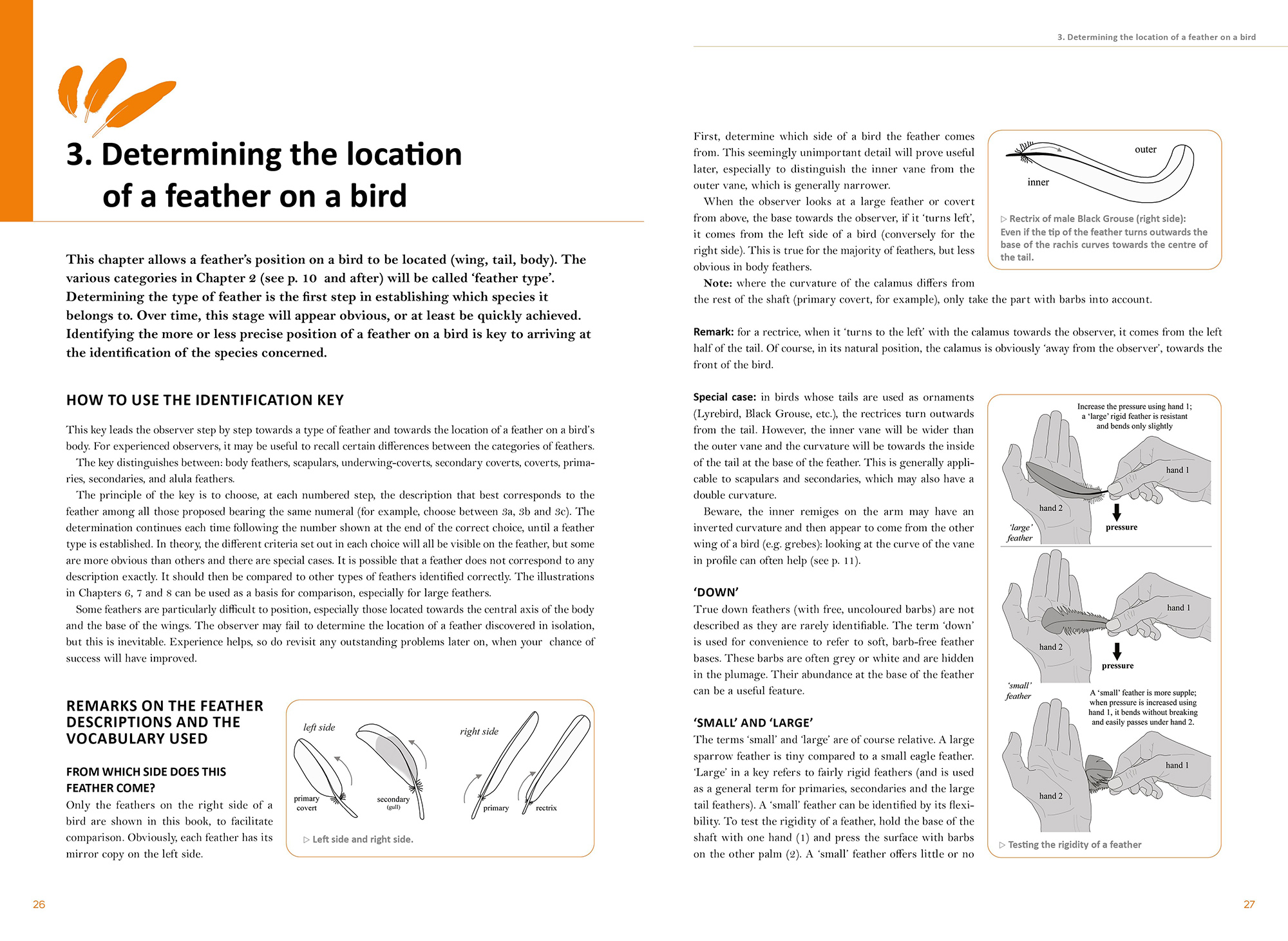 FEATHERS. AN IDENTIFICATION GUIDE TO THE FEATHERS OF WESTERN BIRDS 2