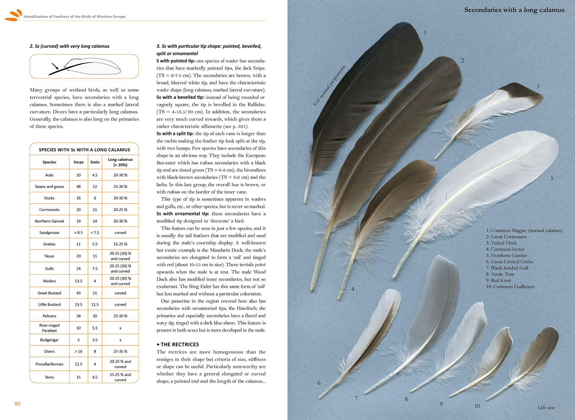 FEATHERS. AN IDENTIFICATION GUIDE TO THE FEATHERS OF WESTERN BIRDS 3