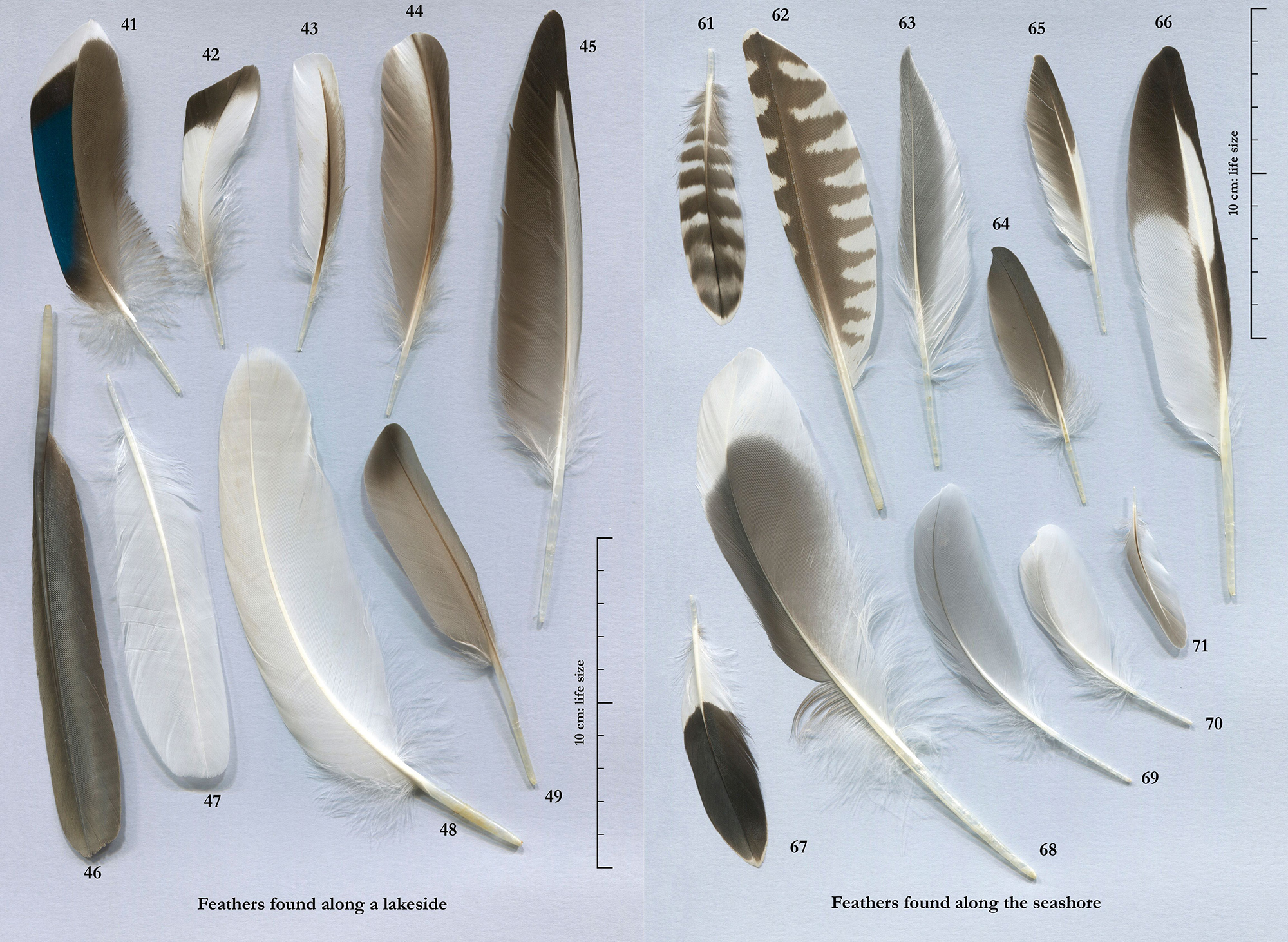 FEATHERS. AN IDENTIFICATION GUIDE TO THE FEATHERS OF WESTERN BIRDS 4