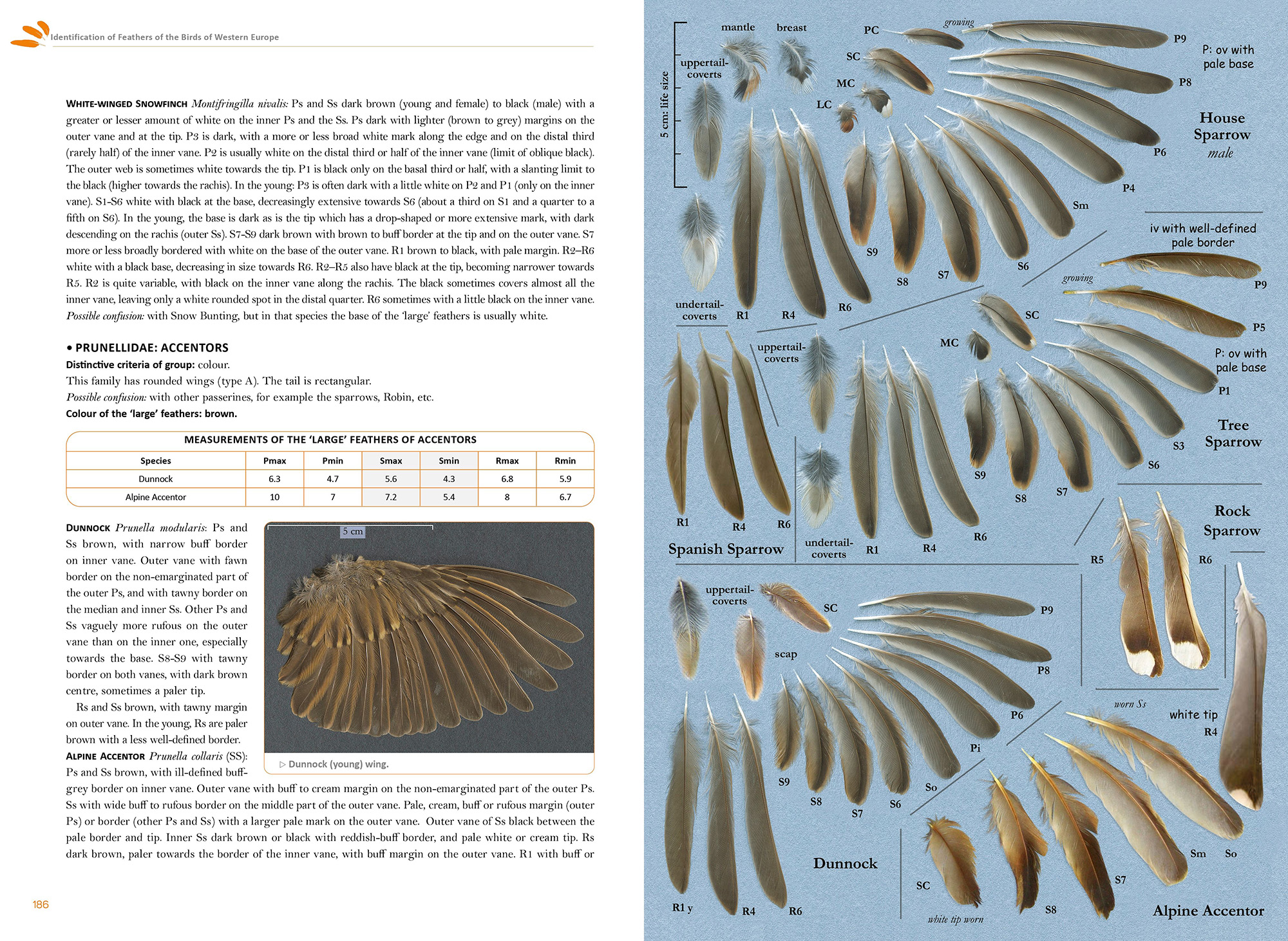 FEATHERS. AN IDENTIFICATION GUIDE TO THE FEATHERS OF WESTERN BIRDS 5