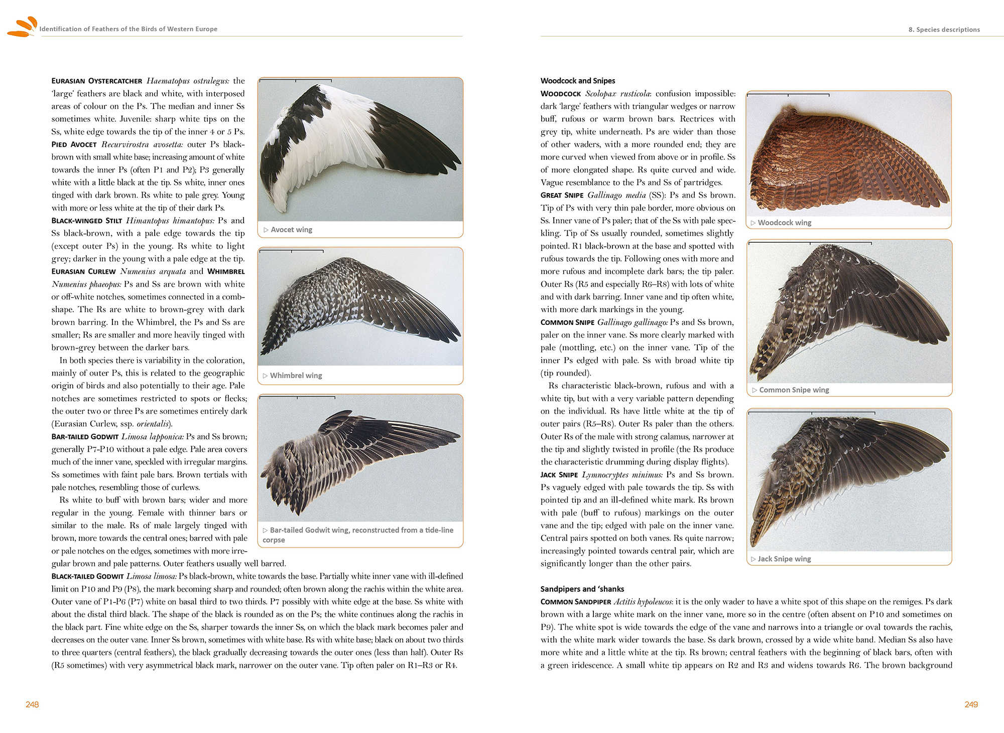 FEATHERS. AN IDENTIFICATION GUIDE TO THE FEATHERS OF WESTERN BIRDS 6