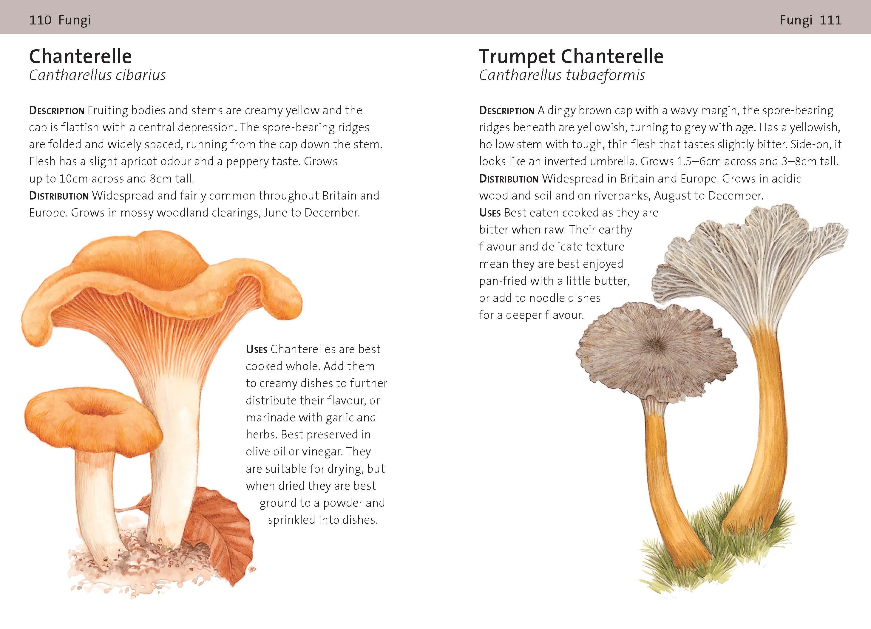 CONCISE FORAGING GUIDE 2
