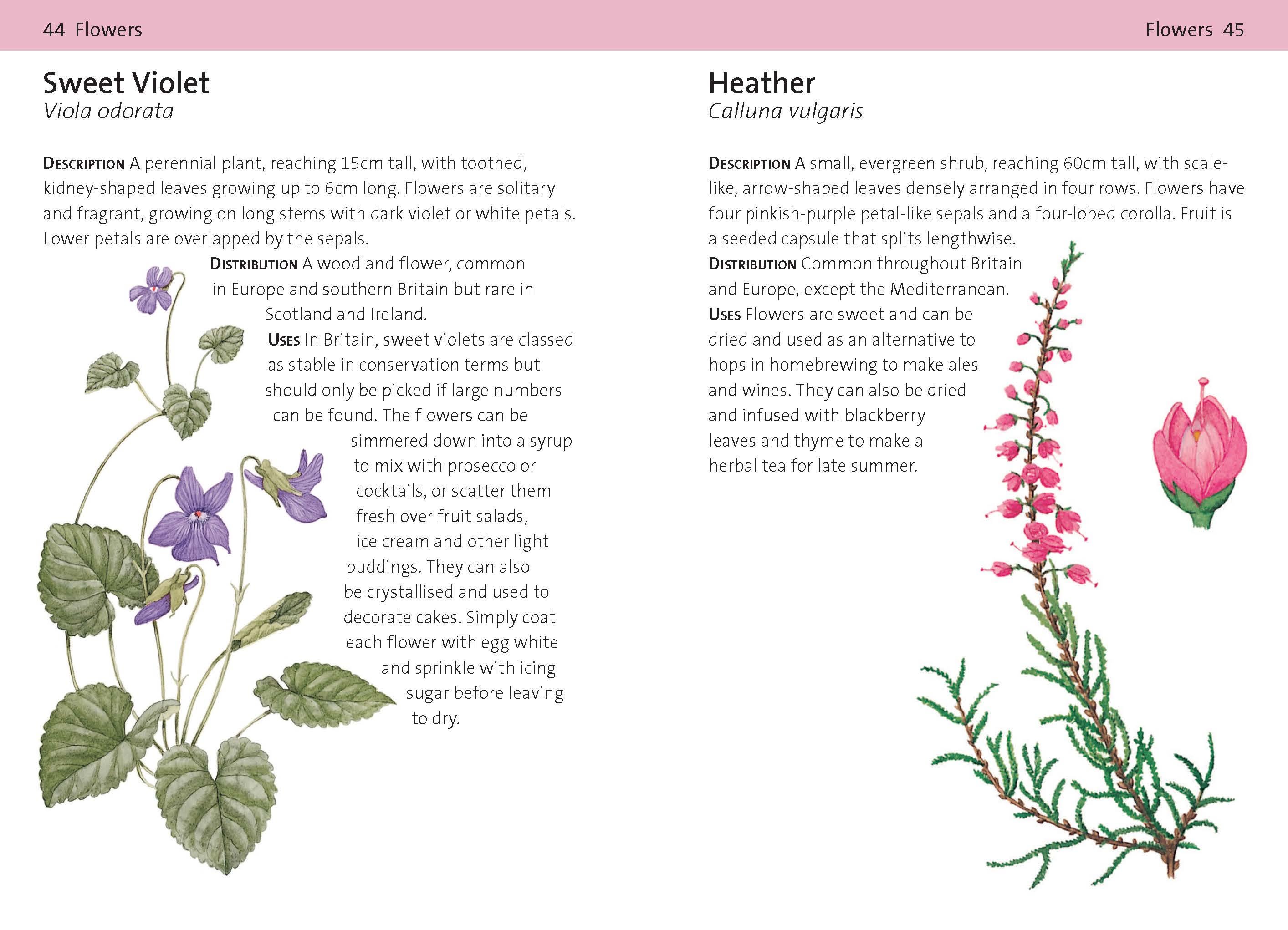 CONCISE FORAGING GUIDE 3