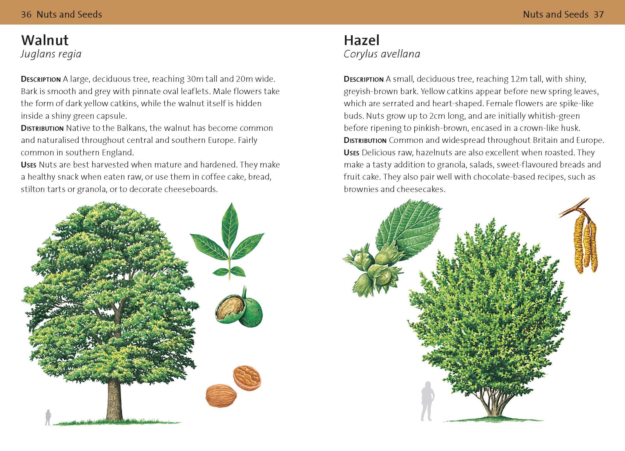 CONCISE FORAGING GUIDE 4