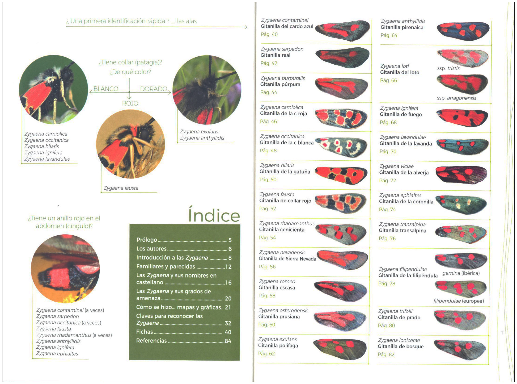 GUÍA DE IDENTIFICACIÓN DE LAS GITANILLAS IBÉRICAS (ZYGAENA) 2