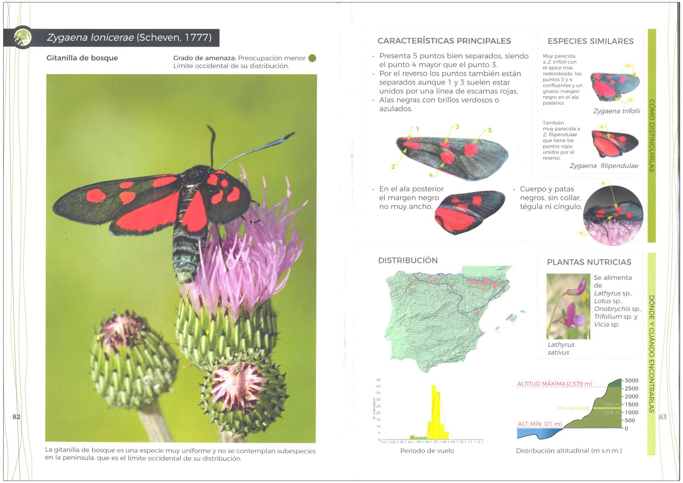 GUÍA DE IDENTIFICACIÓN DE LAS GITANILLAS IBÉRICAS (ZYGAENA) 3