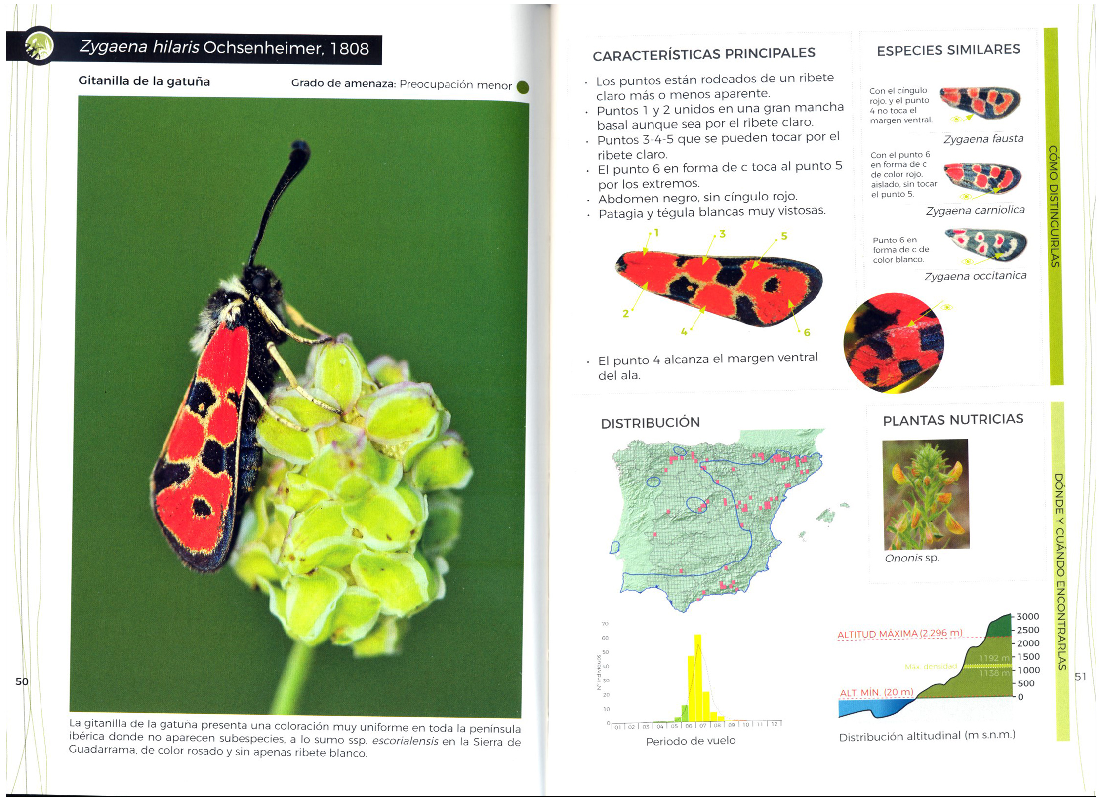 GUÍA DE IDENTIFICACIÓN DE LAS GITANILLAS IBÉRICAS (ZYGAENA) 4