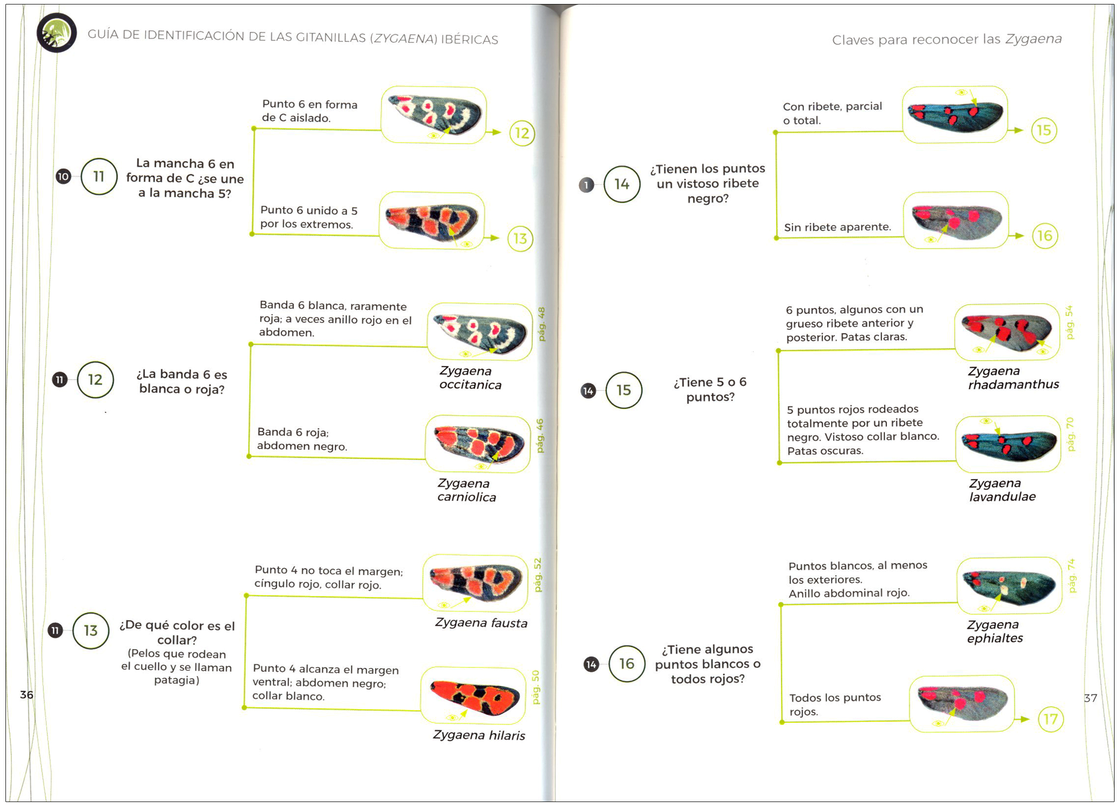 GUÍA DE IDENTIFICACIÓN DE LAS GITANILLAS IBÉRICAS (ZYGAENA) 5