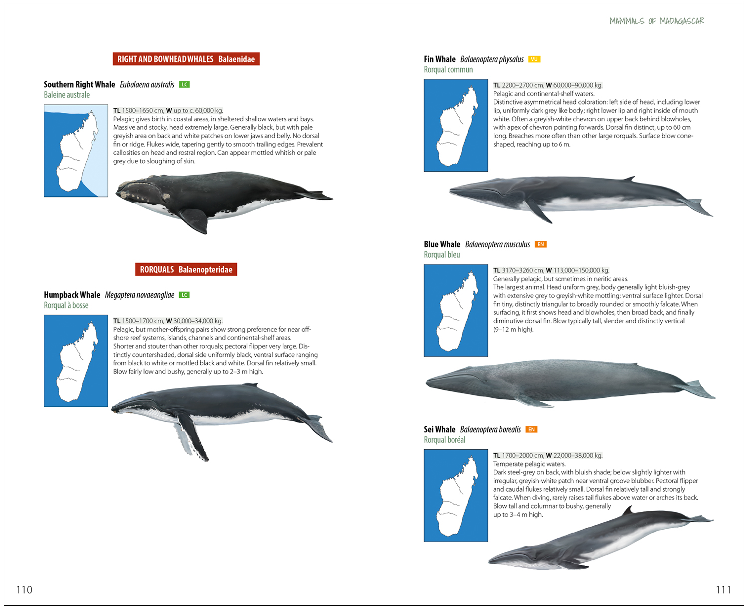 MAMMALS OF MADAGASCAR 4