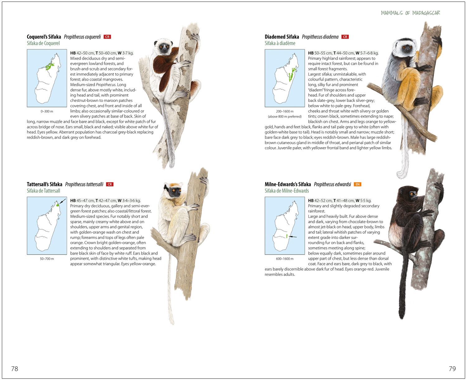 MAMMALS OF MADAGASCAR 8