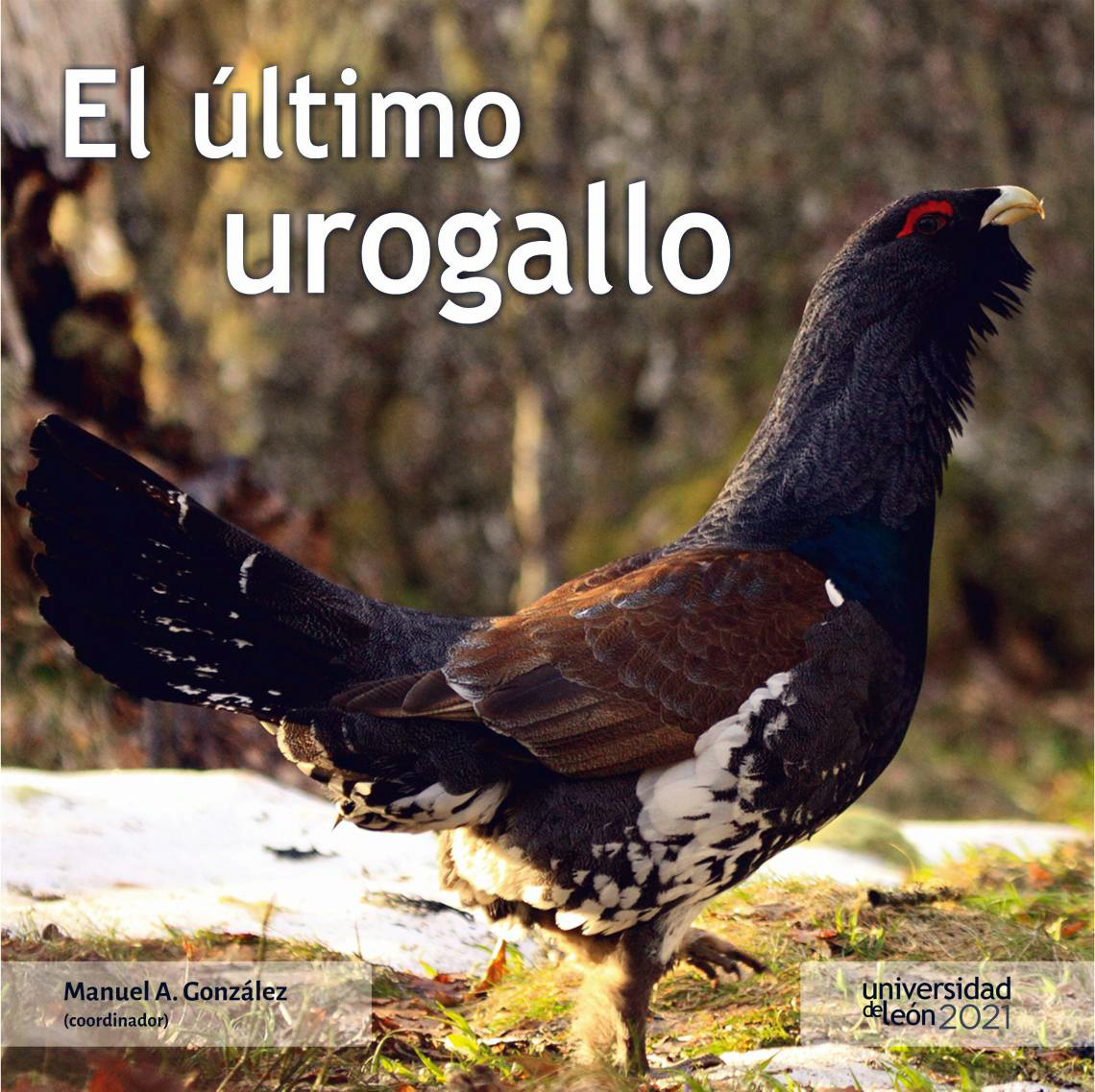 EL ÚLTIMO UROGALLO 1