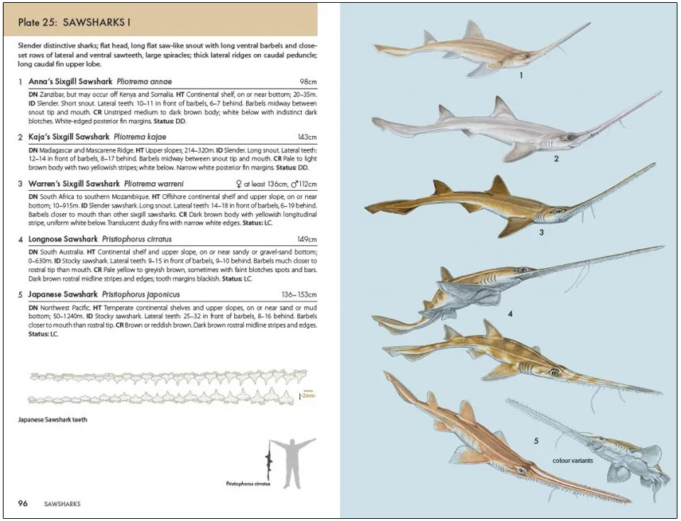 A POCKET GUIDE TO SHARKS OF THE WORLD 2