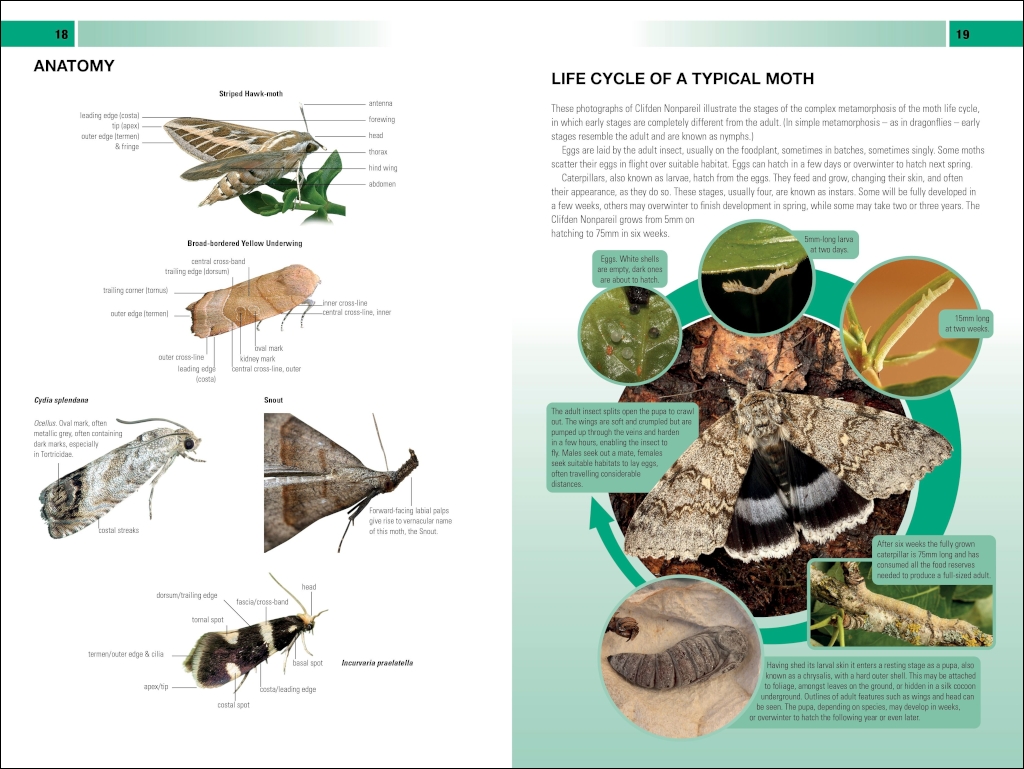 BRITISH &AMP; IRISH MOTHS. A PHOTOGRAPHIC GUIDE 4