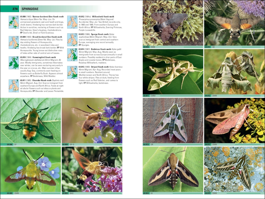 BRITISH &AMP; IRISH MOTHS. A PHOTOGRAPHIC GUIDE 5
