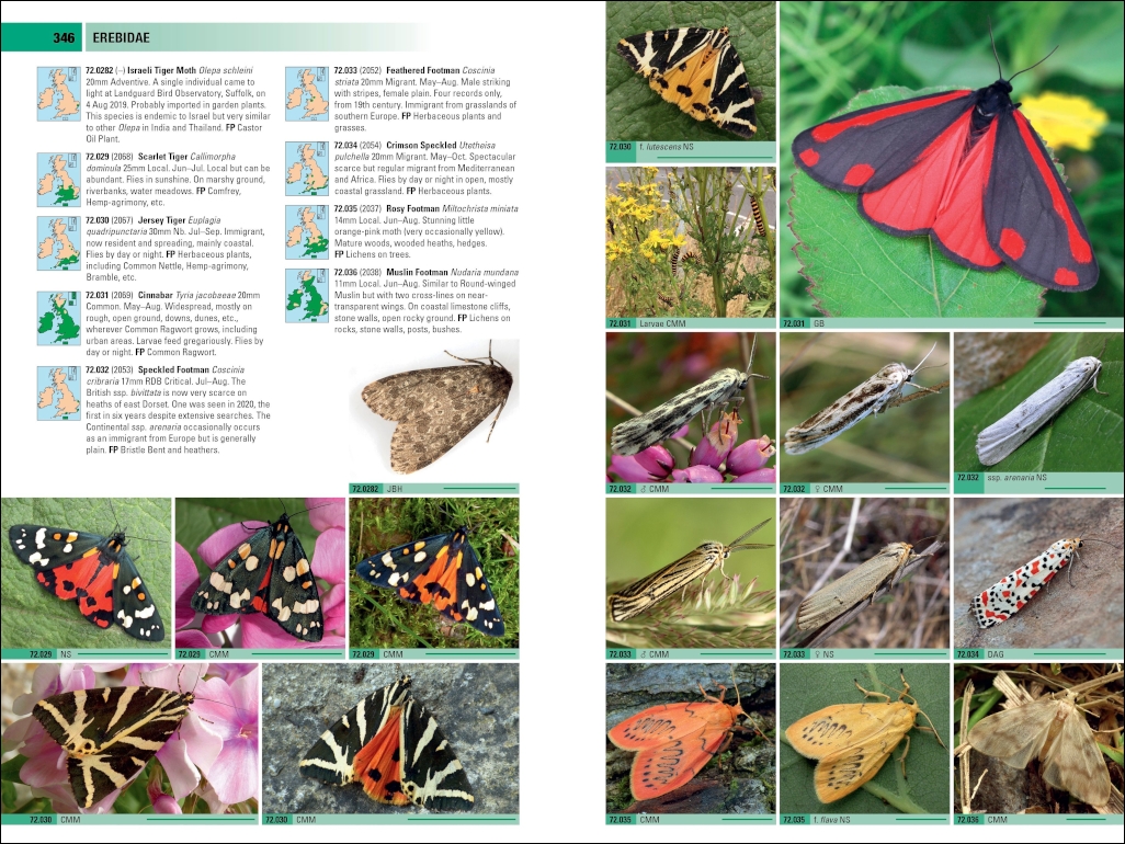 BRITISH &AMP; IRISH MOTHS. A PHOTOGRAPHIC GUIDE 6