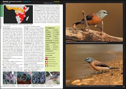 ESTRILDID FINCHES OF THE WORLD. A PHOTOGRAPHIC, DESCRIPTIVE AND FACTUAL GUIDE TO ALL 34 GENERA OF ESTRILDIDAE INCLUDING VAXBILLS. SEEDCRACKERS, NIGRIT 4