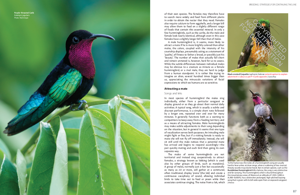 HUMMINGBIRDS. A CELEBRATION OF NATURE'S JEWELS 2