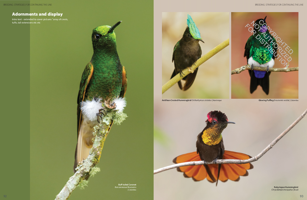 HUMMINGBIRDS. A CELEBRATION OF NATURE'S JEWELS 3