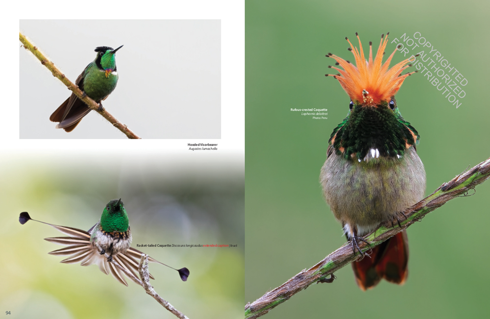 HUMMINGBIRDS. A CELEBRATION OF NATURE'S JEWELS 4