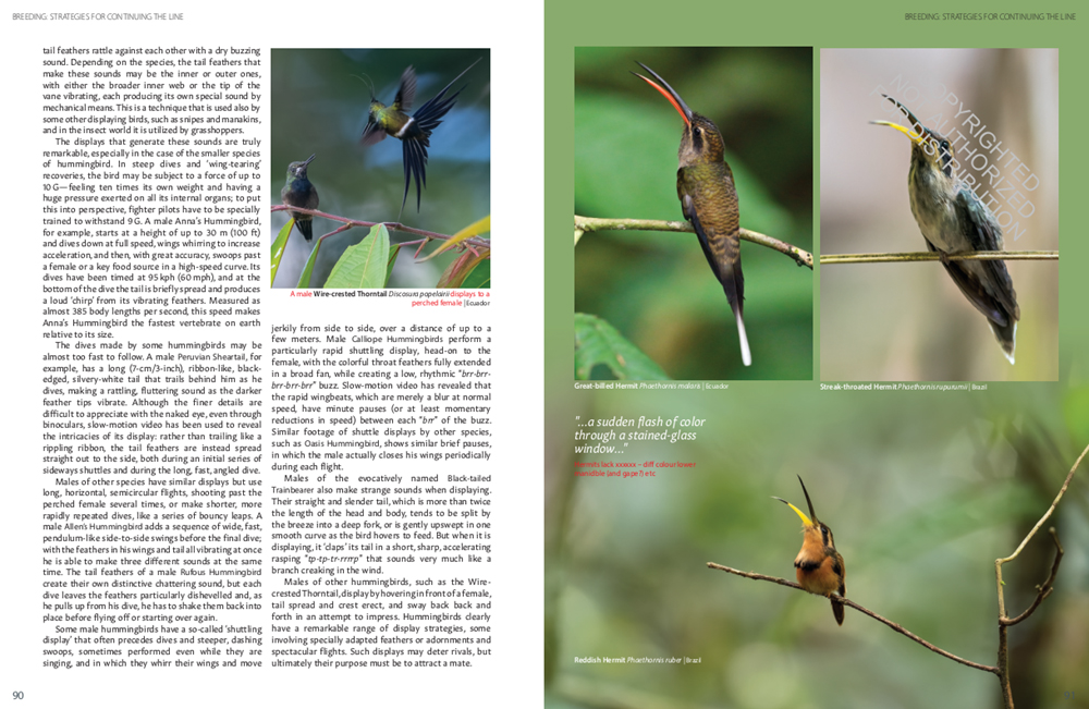 HUMMINGBIRDS. A CELEBRATION OF NATURE'S JEWELS 5