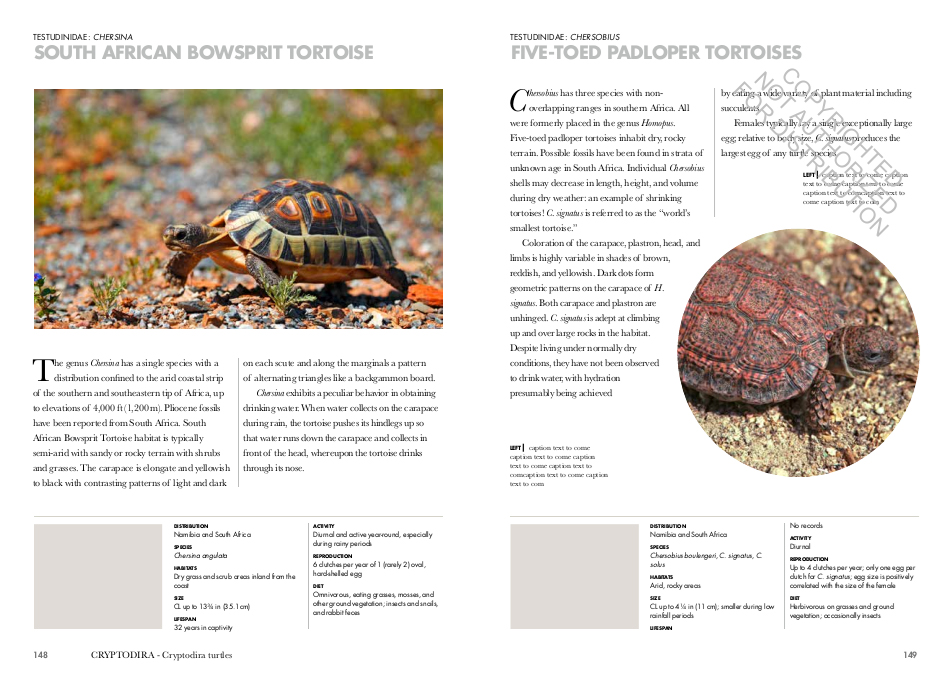 TURTLES OF THE WORLD. A GUIDE TO EVERY FAMILY 2