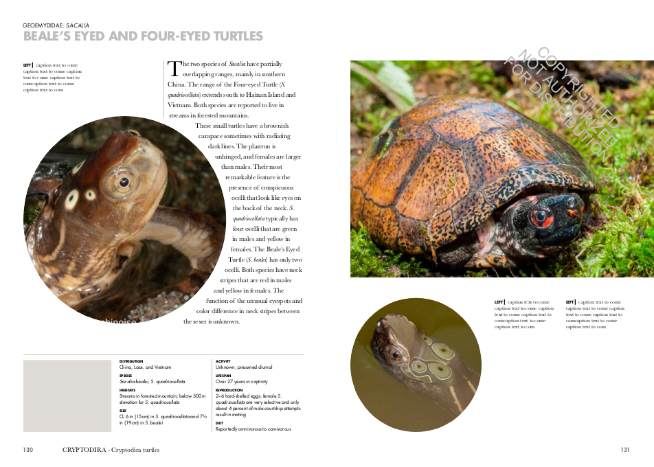 TURTLES OF THE WORLD. A GUIDE TO EVERY FAMILY 3