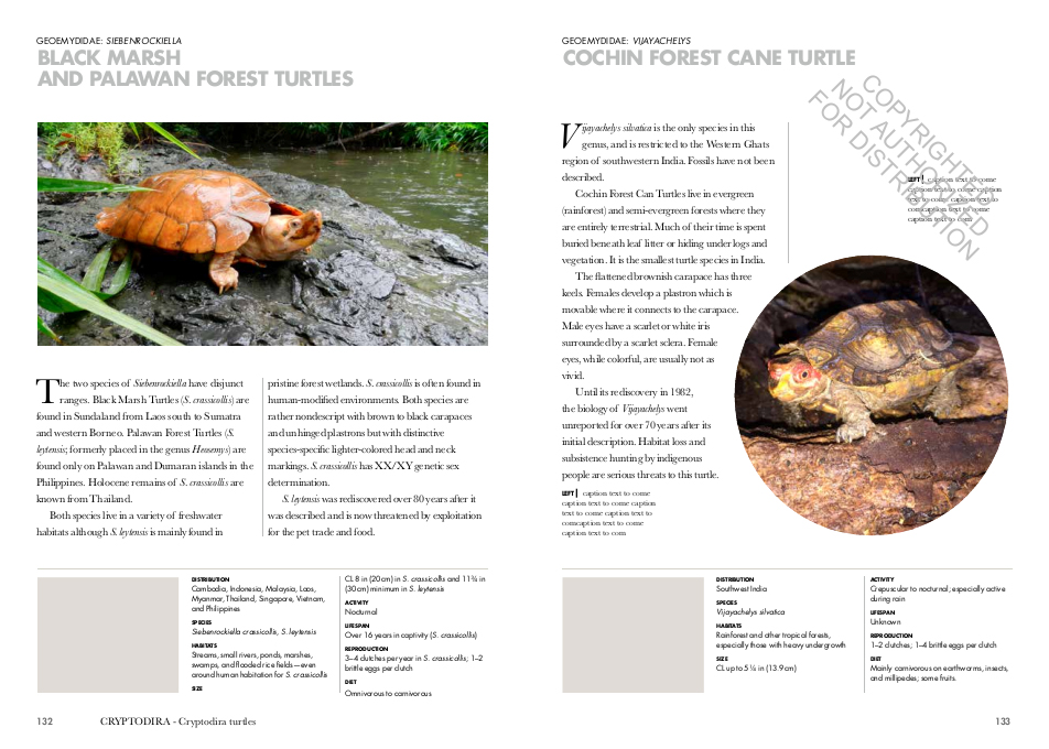 TURTLES OF THE WORLD. A GUIDE TO EVERY FAMILY 4