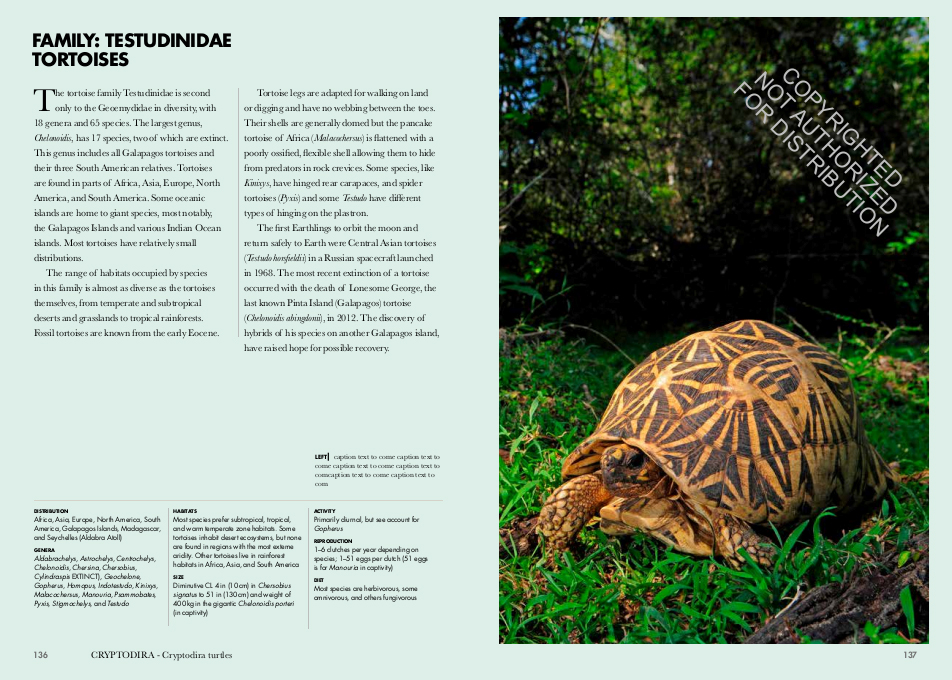 TURTLES OF THE WORLD. A GUIDE TO EVERY FAMILY 5