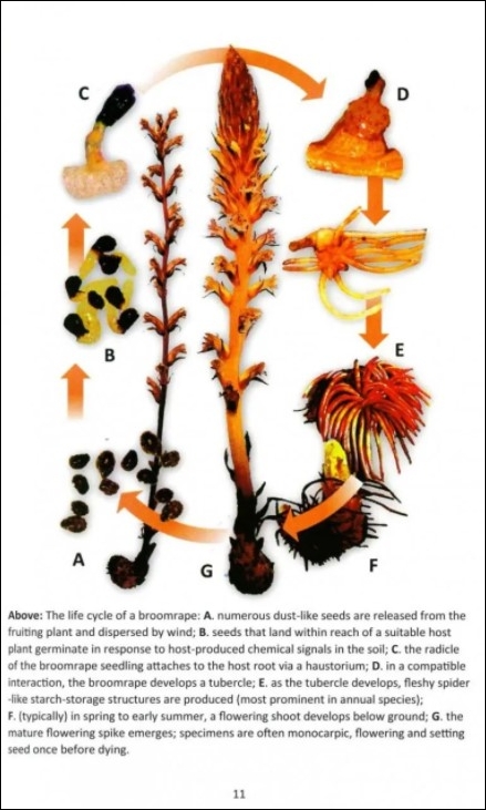 BROOMRAPES OF BRITAIN & IRELAND 2