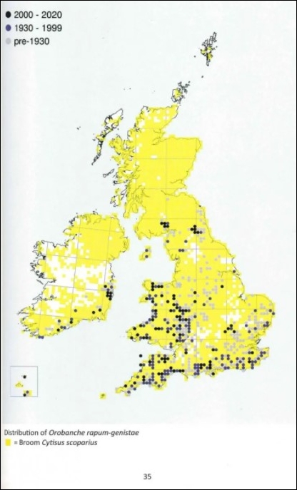 BROOMRAPES OF BRITAIN & IRELAND 3