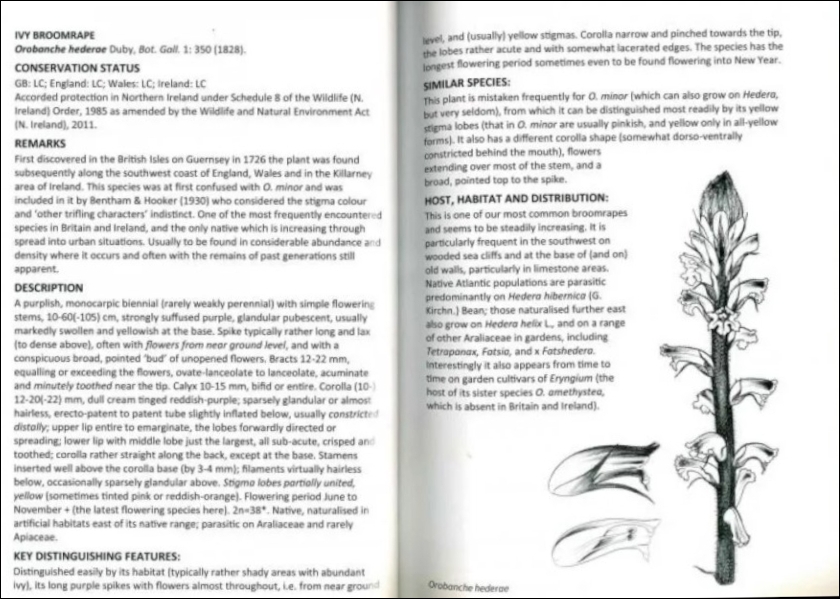 BROOMRAPES OF BRITAIN & IRELAND 4