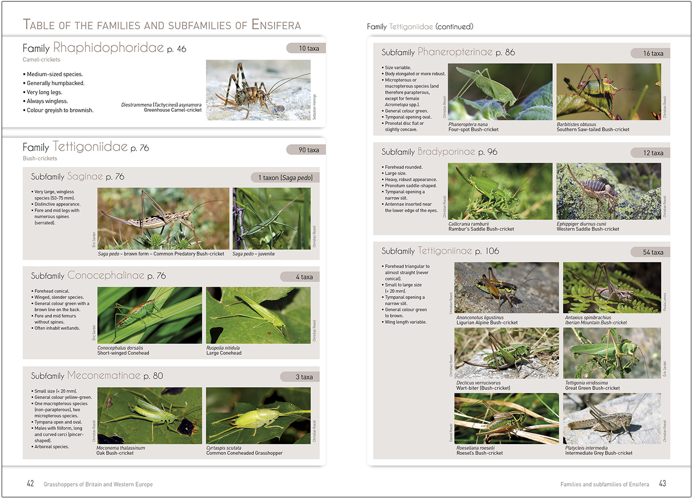 GRASSHOPPERS OF BRITAIN AND WESTERN EUROPE. A PHOTOGRAPHIC GUIDE 4