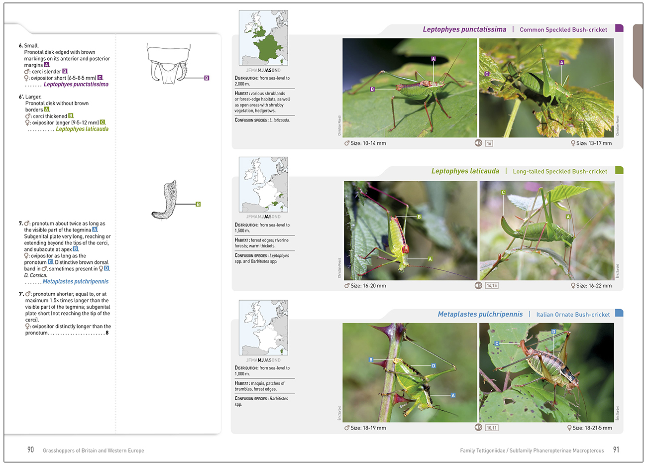 GRASSHOPPERS OF BRITAIN AND WESTERN EUROPE. A PHOTOGRAPHIC GUIDE 5