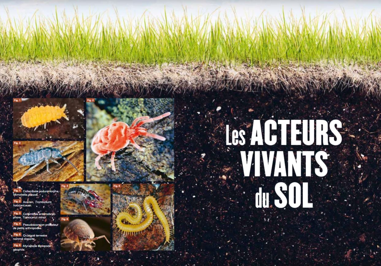 LA VIE DU SOL DE NOS JARDINS 2