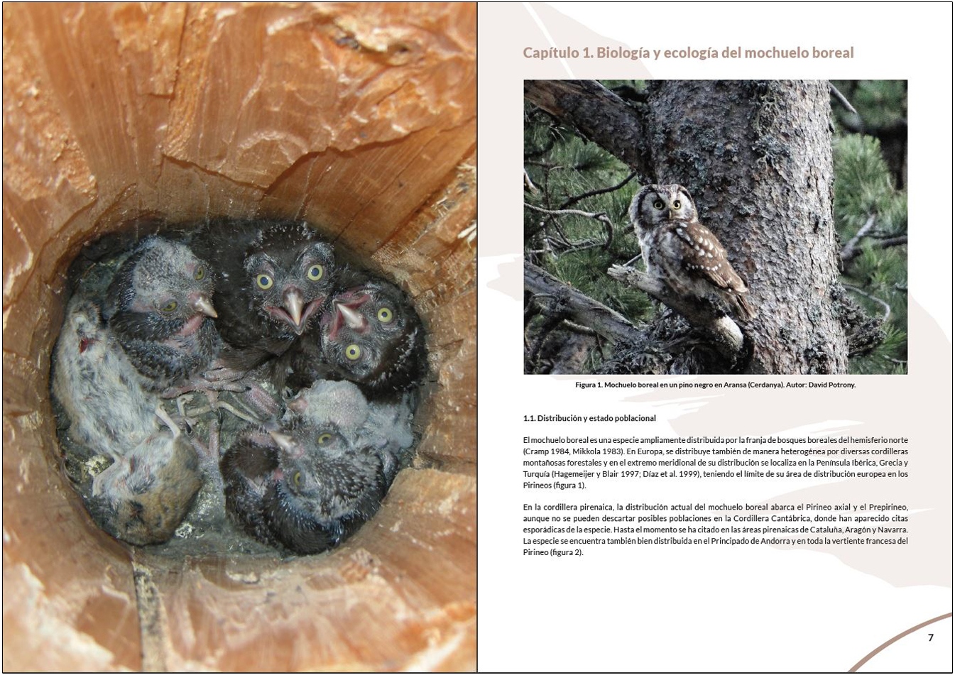 MANUAL PARA LA GESTIÓN DEL HÁBITAT DEL MOCHUELO BOREAL 3