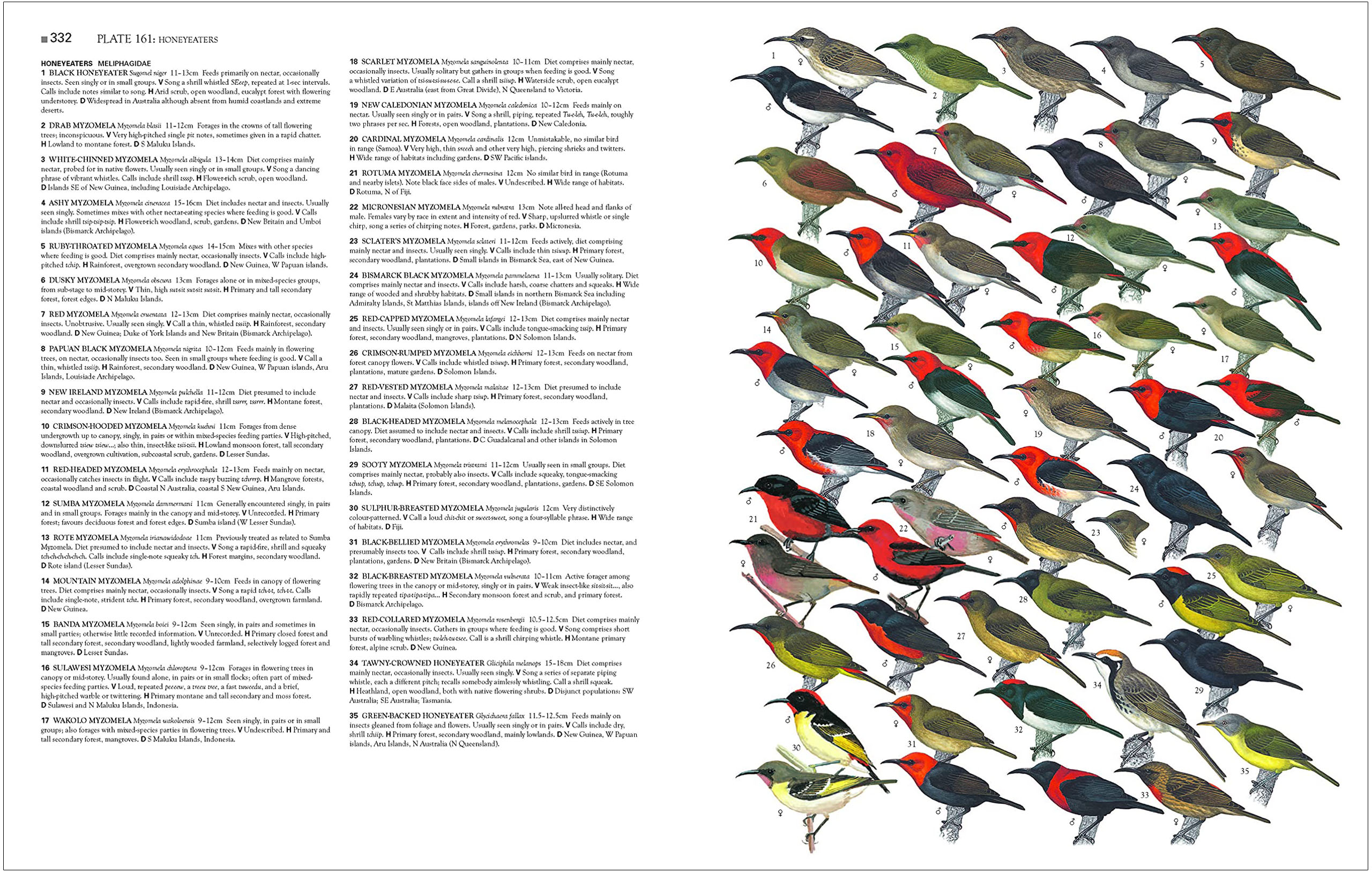 COLLINS BIRDS OF THE WORLD. ALL 10.711 SPECIES ILLUSTRATED 3