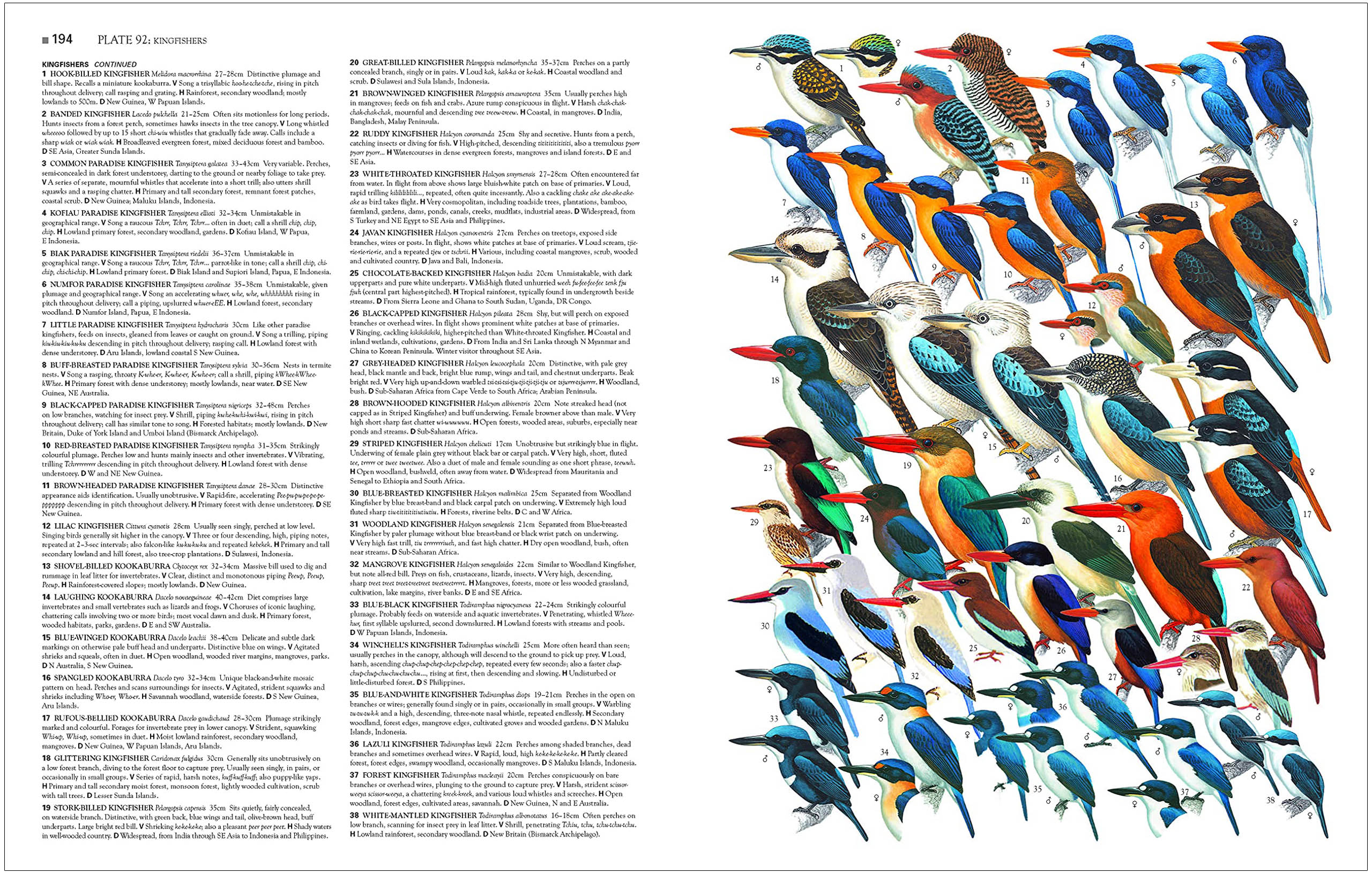 COLLINS BIRDS OF THE WORLD. ALL 10.711 SPECIES ILLUSTRATED 4
