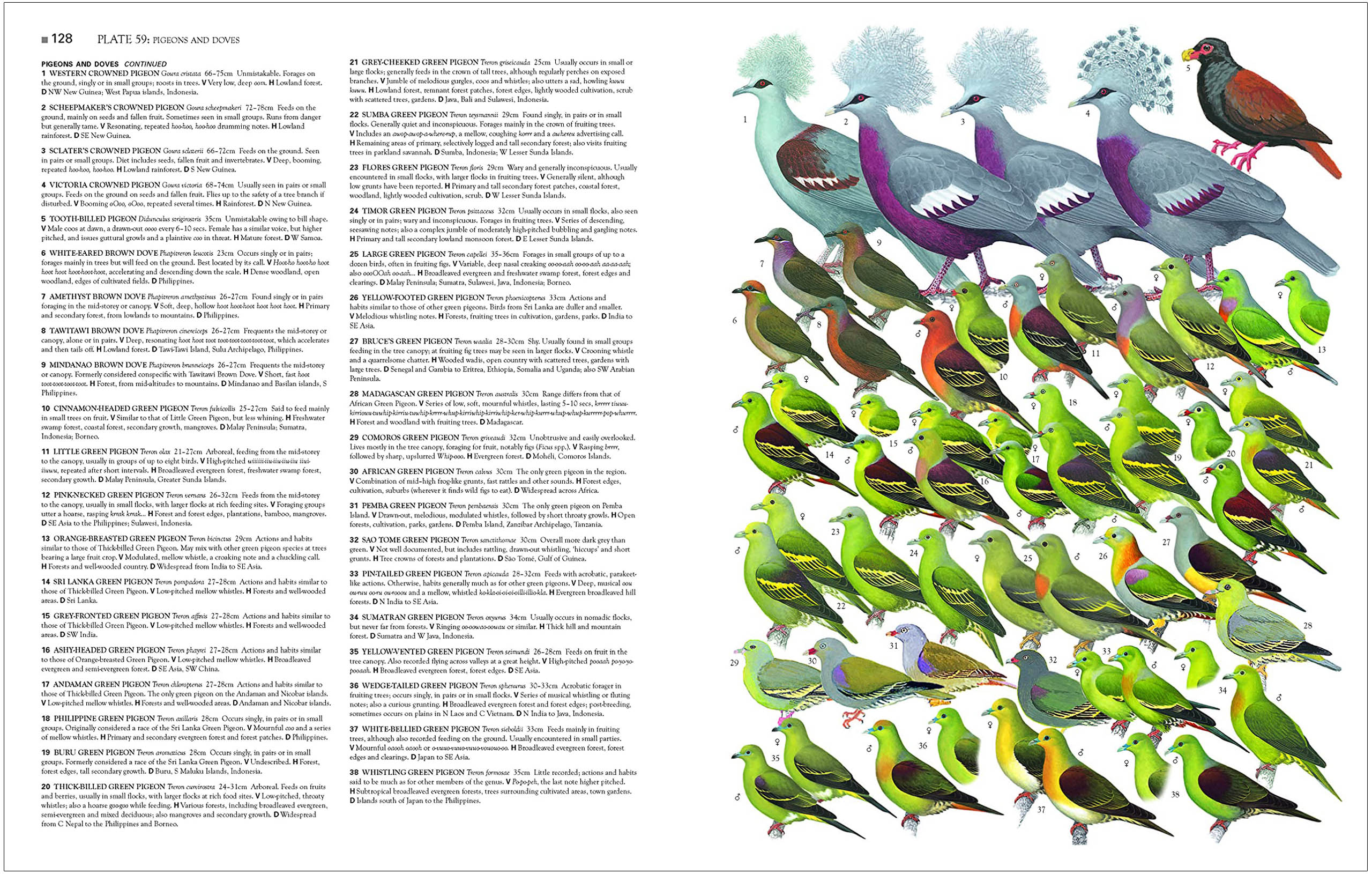COLLINS BIRDS OF THE WORLD. ALL 10.711 SPECIES ILLUSTRATED 5