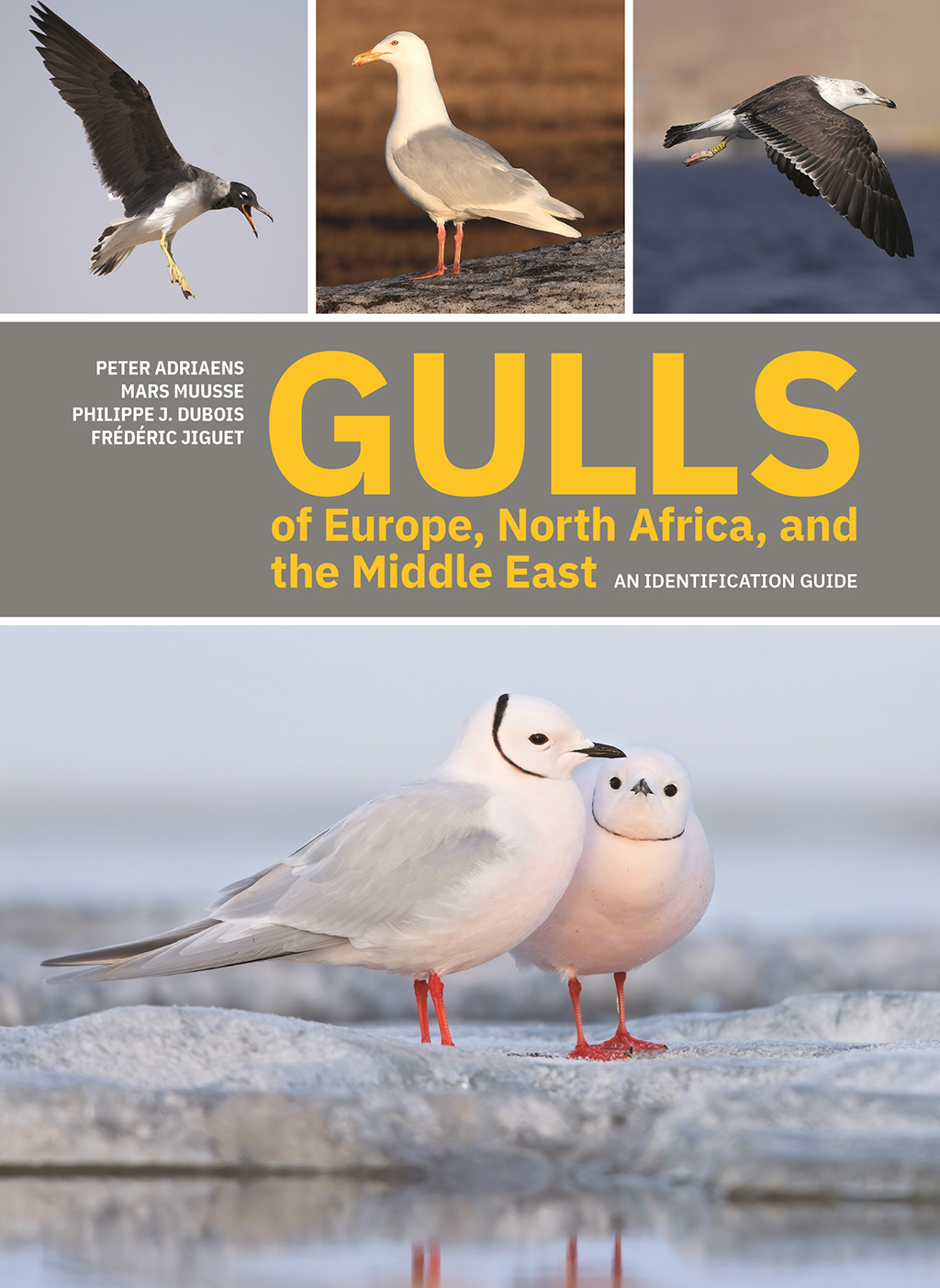GULLS OF EUROPE, NORTH AFRICA, AND THE MIDDLE EAST. AN IDENTIFICATION GUIDE