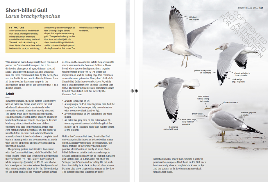 GULLS OF EUROPE, NORTH AFRICA, AND THE MIDDLE EAST. AN IDENTIFICATION GUIDE 2