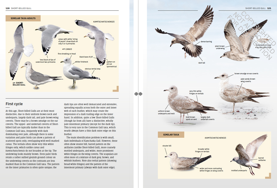 GULLS OF EUROPE, NORTH AFRICA, AND THE MIDDLE EAST. AN IDENTIFICATION GUIDE 3