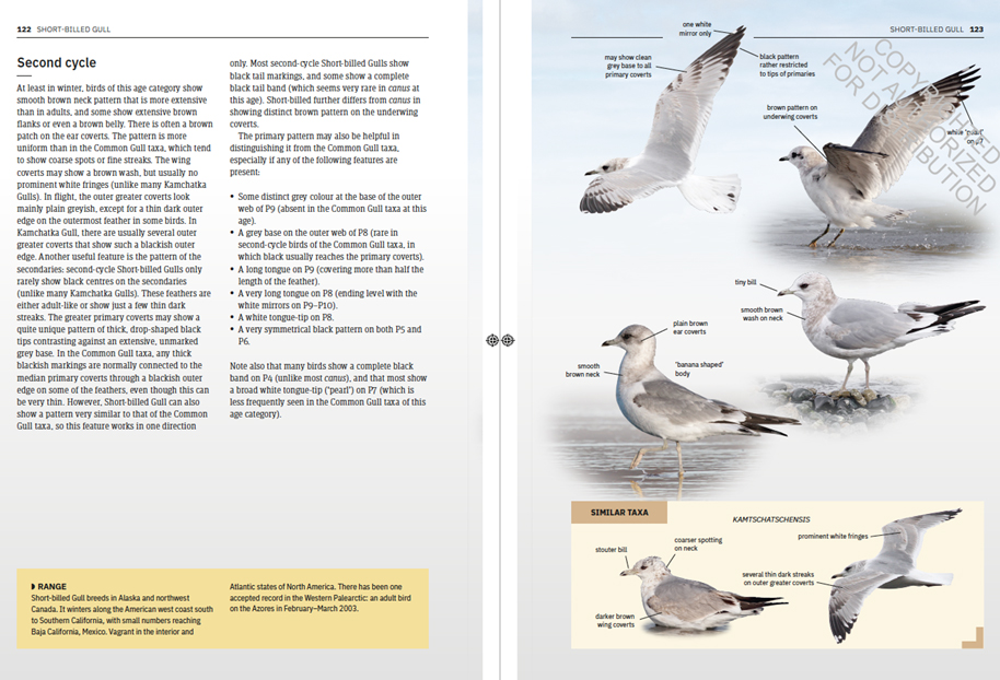 GULLS OF EUROPE, NORTH AFRICA, AND THE MIDDLE EAST. AN IDENTIFICATION GUIDE 4