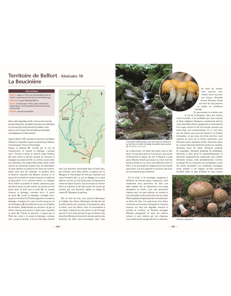 A LA DÉCOUVERTE DES CHAMPIGNONS DE BOURGOGNE-FRANCHE-COMTÉ 3