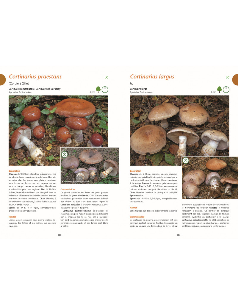 A LA DÉCOUVERTE DES CHAMPIGNONS DE BOURGOGNE-FRANCHE-COMTÉ 4