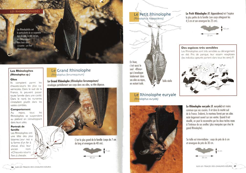 SUR LES TRACES DES CHAUVES-SOURIS 2