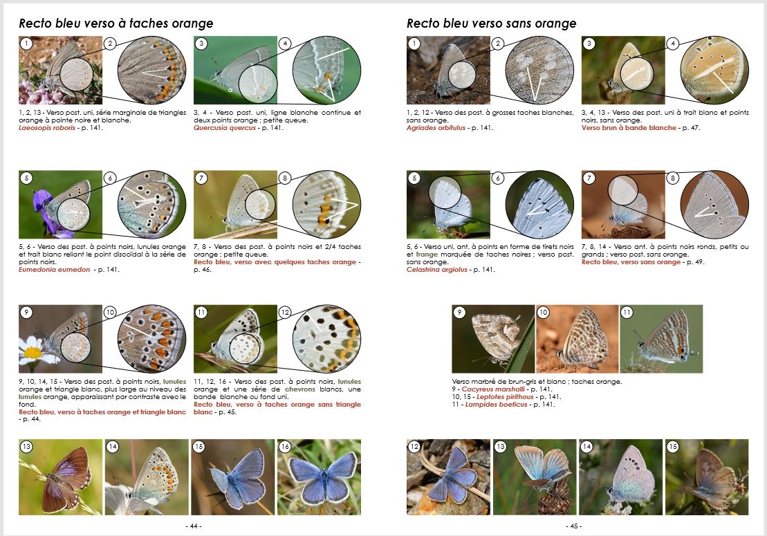 GUIDE PHOTOGRAPHIQUE DES PAPILLONS DE JOUR ET ZYGÈNES DE FRANCE. TOUTES LES ESPÈCES DE FRANCE PLUS DE 2000 PHOTOGRAPHIES MÂLES ET FEMELLES ILLUSTRÉS 3