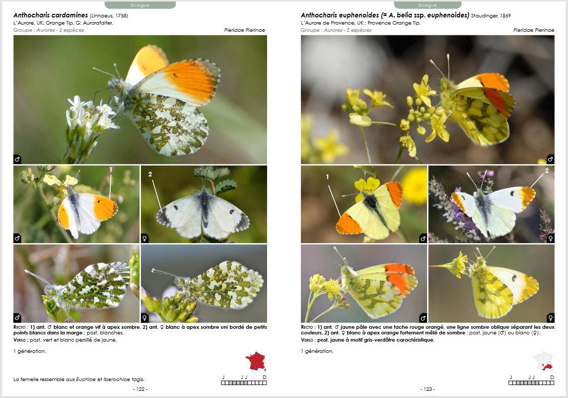 GUIDE PHOTOGRAPHIQUE DES PAPILLONS DE JOUR ET ZYGÈNES DE FRANCE. TOUTES LES ESPÈCES DE FRANCE PLUS DE 2000 PHOTOGRAPHIES MÂLES ET FEMELLES ILLUSTRÉS 4