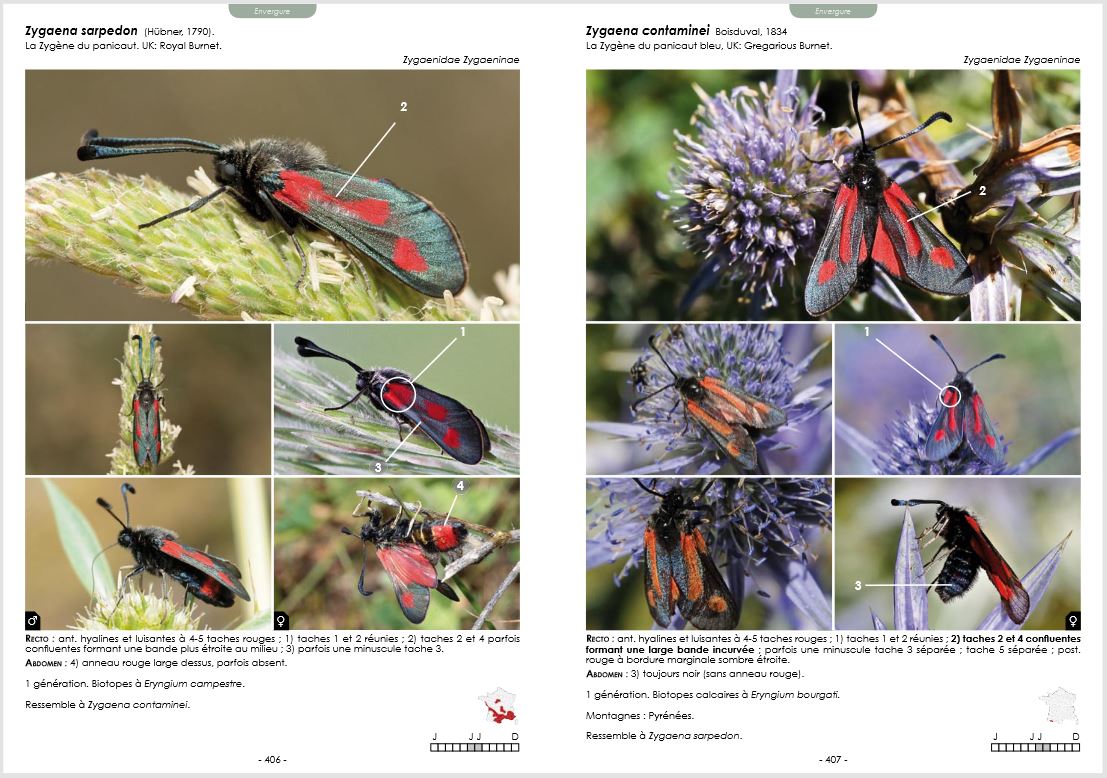 GUIDE PHOTOGRAPHIQUE DES PAPILLONS DE JOUR ET ZYGÈNES DE FRANCE. TOUTES LES ESPÈCES DE FRANCE PLUS DE 2000 PHOTOGRAPHIES MÂLES ET FEMELLES ILLUSTRÉS 5