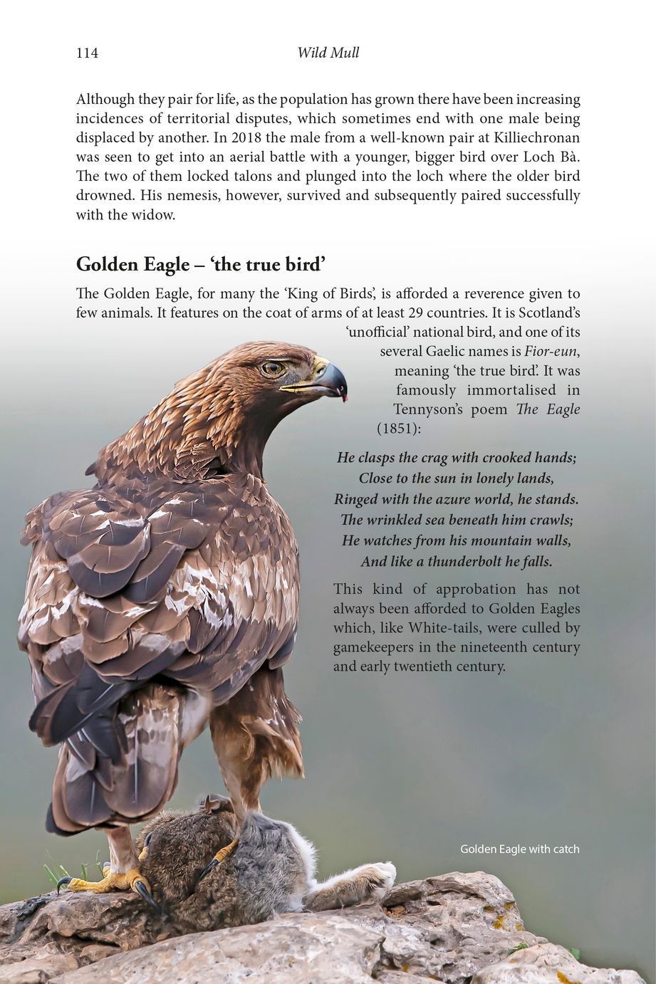 WILD MULL. A NATURAL HISTORY OF THE ISLAND AND ITS PEOPLE 3